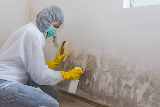 Best Professional Mold Removal  in Chittenango, NY